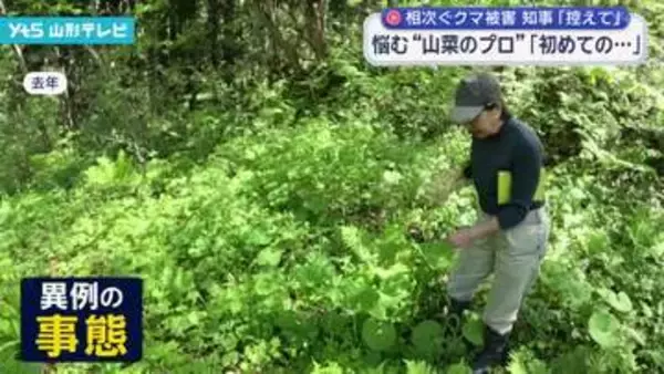 悩む”山菜のプロ”　相次ぐクマ被害で初めて調査会を中止「吉村知事の言葉も心に響いた」