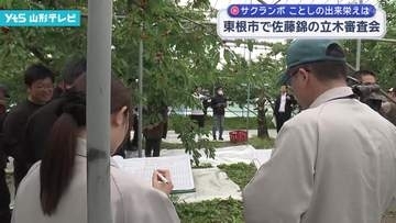 東根市で県産サクランボの主力品種・佐藤錦の立木審査会
