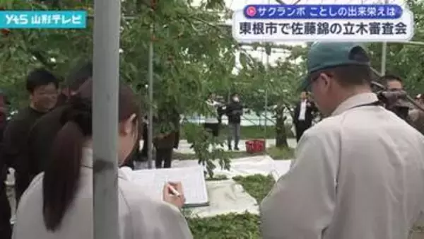 東根市で県産サクランボの主力品種・佐藤錦の立木審査会