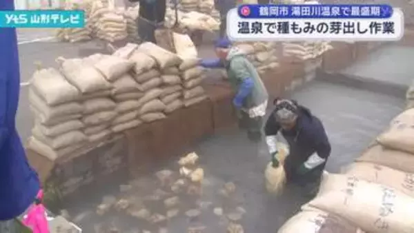 温泉を利用して種もみの芽出し作業　鶴岡市・湯田川温泉