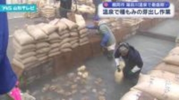 温泉を利用して種もみの芽出し作業　鶴岡市・湯田川温泉