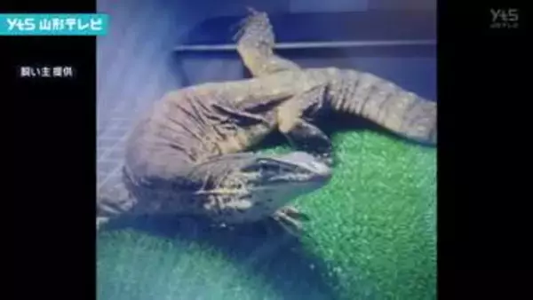 体長約90センチのオオトカゲが逃走 米沢市の集合住宅でペットとして飼育