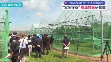 サクランボ不作脱却へ 暑さから「実」を守る研修会