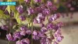 「鶴岡　恒例の「ふじの花まつり」始まる」の画像1