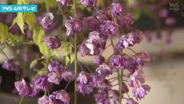 鶴岡　恒例の「ふじの花まつり」始まる