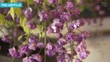 鶴岡　恒例の「ふじの花まつり」始まる