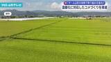 「温暖化に対応したコメづくりへ オール山形の体制で取り組みを強化」の画像1
