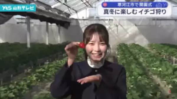 家族で楽しむ冬のフルーツ狩り！寒河江市「ストロベリーファーム」で摘みたていちごを堪能