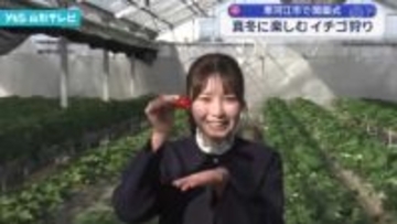 家族で楽しむ冬のフルーツ狩り！寒河江市「ストロベリーファーム」で摘みたていちごを堪能