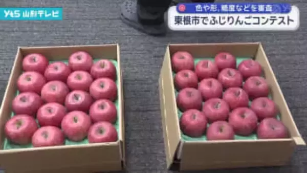 東根市でリンゴ「ふじ」の出来栄えを競うコンテスト