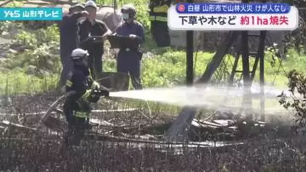 山形市の山林で下草などおよそ1ヘクタールが焼ける