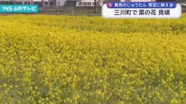 三川町で菜の花見頃　29日には恒例の菜の花まつり