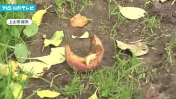 止まぬクマ食害 果樹農家の苦悩