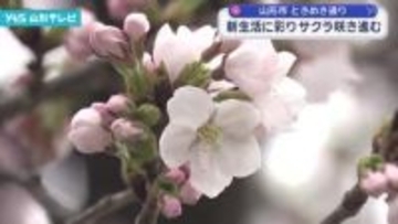 1.5キロの通りに107本のソメイヨシノ　山形市「ときめき通り」サクラが新生活に彩り