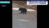 「山形市で子グマ目撃情報　去年の同じ時期を上回る」の画像1