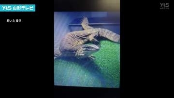 オオトカゲ脱走 確保に至らず 体長約90センチ 米沢市の集合住宅でペットとして飼育