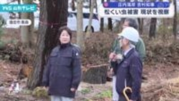 庄内海岸 松くい虫被害の現場を吉村知事が視察