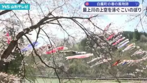 春の風物詩 最上川の上空を泳ぐ150匹のこいのぼり 桜吹雪との共演は今週が見頃