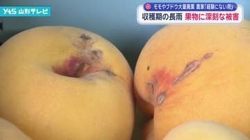 秋の長雨　収穫期の果物に深刻な被害　モモやブドウ大量廃棄も