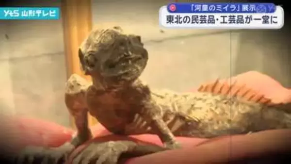 米沢市の骨董市「奥州げてもの」に250万円の『河童のミイラ』が登場