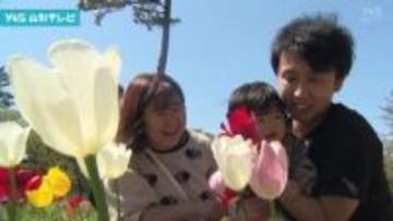 色鮮やかなチューリップが見頃に　鶴岡市いこいの村森林公園