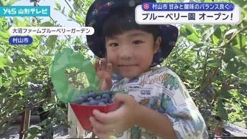 村山市のブルーベリー園がオープン　地元の小学生たちが収穫を体験