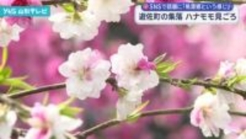 遊佐町の集落でハナモモが見頃 SNSで話題に「桃源郷のよう」