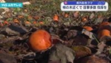 柿の木の近くでクマの出没 相次ぐ