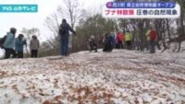 西川町の県立自然博物園がオープン　県内外の愛好家がブナ林散策