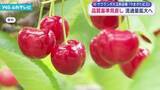 「サクランボ大玉新品種「やまがた紅王」品質基準を見直し流通量拡大へ」の画像1