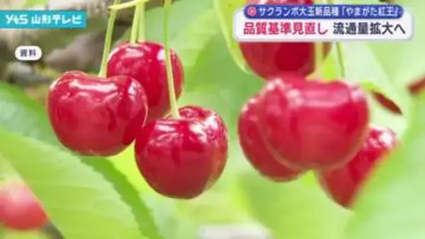 サクランボ大玉新品種「やまがた紅王」品質基準を見直し流通量拡大へ