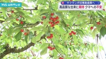サクランボ佐藤錦の収穫最盛期　高品質が期待される一方で、クマへの不安も広がる