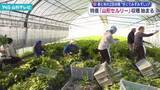 「山形市特産セロリ「山形セルリー」の収穫始まる」の画像1