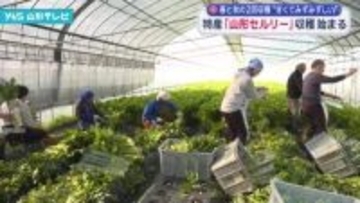 山形市特産セロリ「山形セルリー」の収穫始まる