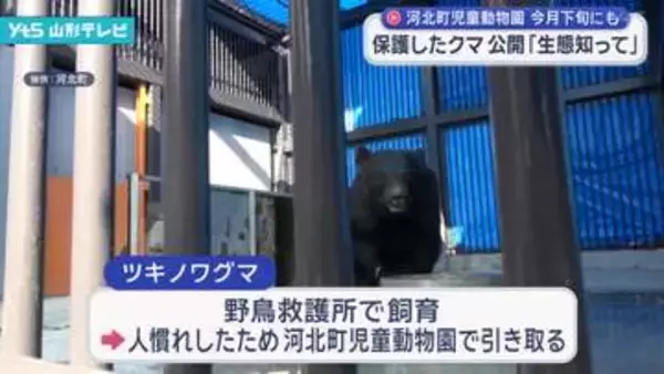 保護されたツキノワグマを公開へ 河北町児童動物園「クマの生態知ってほしい」