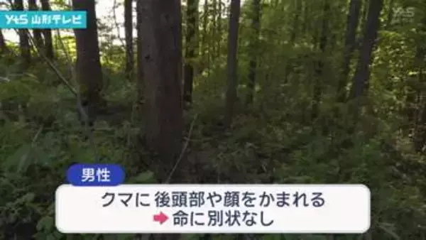 上山市　山菜採りの男性がクマに襲われけが