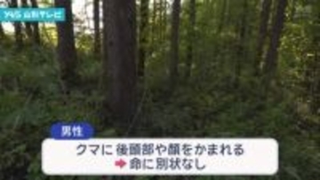 上山市　山菜採りの男性がクマに襲われけが