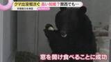 「【クマ出没相次ぐ】栃木・宇都宮の中心部で目撃、全小中学校が休校に　窓や蛇口操作も…高い知能に警戒」の画像1