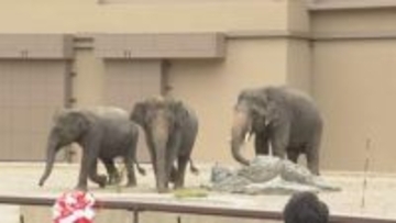 天王寺動物園にゾウが帰ってきたゾウ！ラニー博子の死から8年ぶり…国内最大級の飼育施設を整備