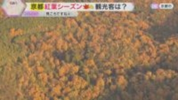 【空から中継】京都の紅葉はいまが見ごろ「くっきりと赤く色づく」嵐山の渡月橋には多くの観光客