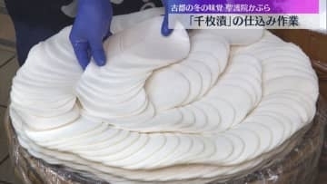 冬の味覚「千枚漬」仕込み作業始まる　「聖護院かぶら」を丸く並べ5日間ほど漬け込み全国に出荷　京都