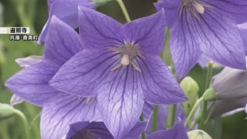 兵庫県香美町の遍照寺で約800株の「キキョウの花」が見ごろ　「私たちに清涼感を与えてくれる」