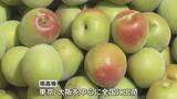 「実は例年より大きめ「南高梅」の収穫始まる　ひょう被害4年連続で収穫量は45％に　和歌山・みなべ町」の画像1