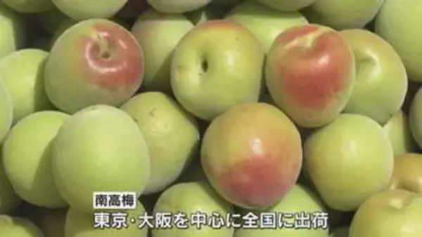実は例年より大きめ「南高梅」の収穫始まる　ひょう被害4年連続で収穫量は45％に　和歌山・みなべ町