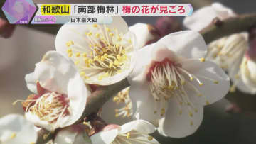 「目も心も鼻も喜んでいます」日本最大級の南部梅林で梅の花見ごろ　例年より約1週間早く開花　和歌山