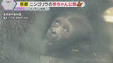 「「小さくてかわいい」「目に入れても痛くない」絶滅の恐れが高い希少種・ニシゴリラの赤ちゃん一般公開」の画像1