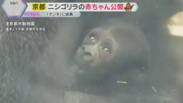 「小さくてかわいい」「目に入れても痛くない」絶滅の恐れが高い希少種・ニシゴリラの赤ちゃん一般公開