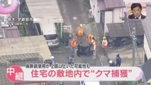 【映像解説】住宅街を運び出されるクマ　麻酔銃でこん睡状態か　宇都宮中心部に出没　民家敷地内で捕獲