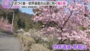 梅と早咲き河津桜が今見ごろ　熊野那智大社から青岸渡寺へ続く山道が春色に染まる　和歌山・那智勝浦町