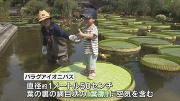 「一寸法師みたいな気持ち」　世界最大の水草「パラグアイオニバス」に乗れる体験会　滋賀・草津市